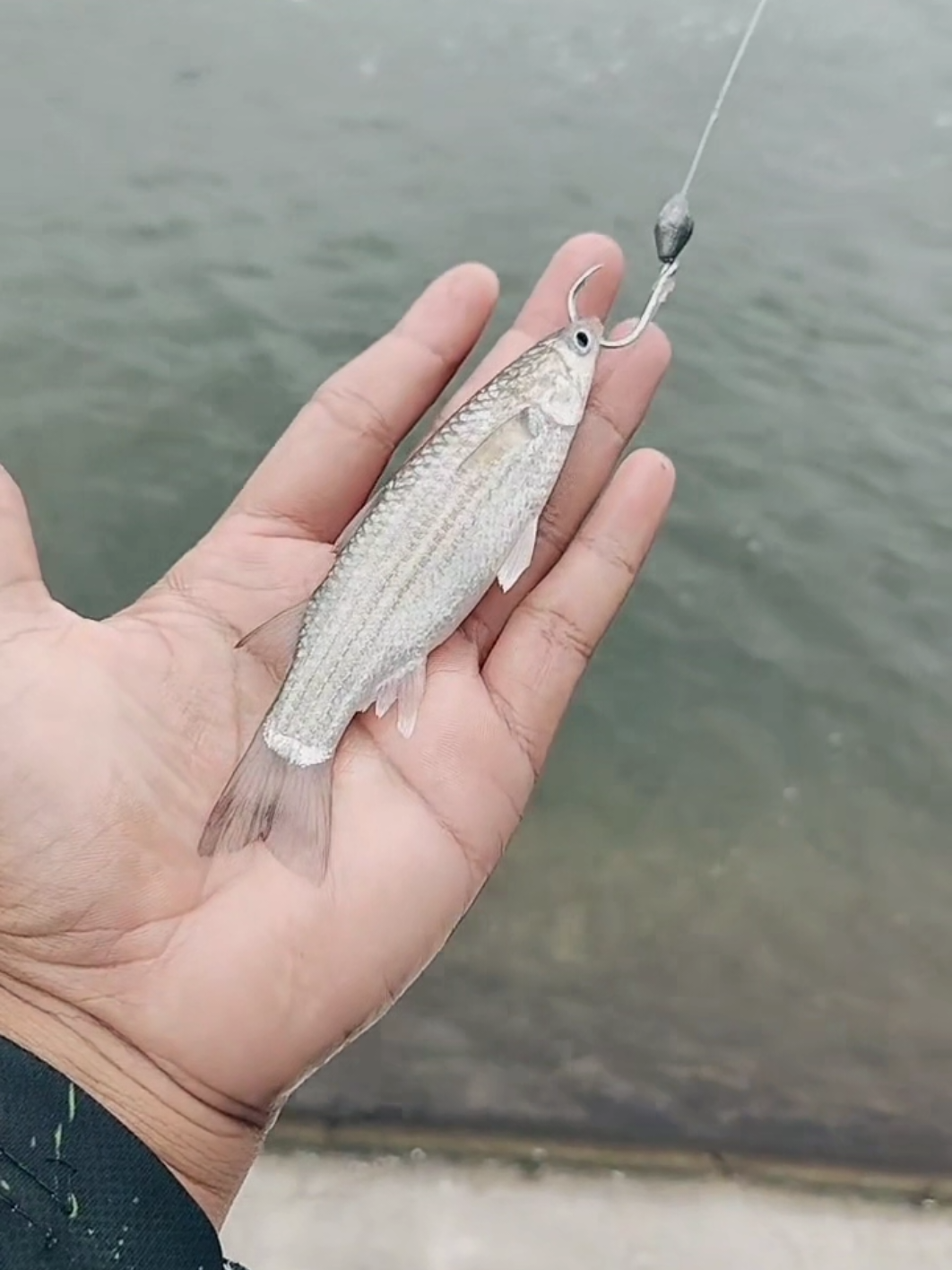 ada golongan yang suka meremehkan orang,dengan berkata umpan2 besar2 ikan takut nak makan,kena pakai belanak kecik2 je......on lets go pecahkan teori ni!!! UMPAN BESAR IKAN TAK BUTA!! port mancing mcm biasa kolam abah23  #jomranduk 