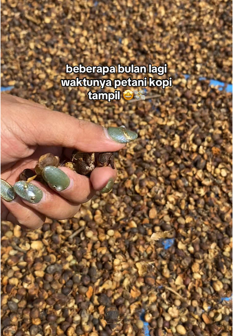 Tebak harga 2025 #lampung #lampungtiktok #lampungbarat #kopilampung #kopilampungbarat #kopi 