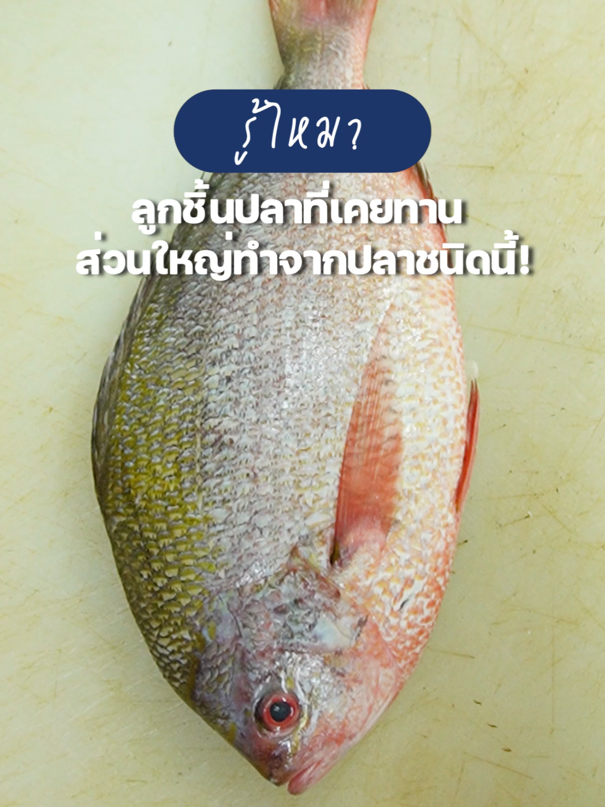 รู้ไหม? ลูกชิ้นปลาภูเก็ตที่เราเคยทาน ส่วนใหญ่ทำจากปลาชนิดนี้!🐠🍡 