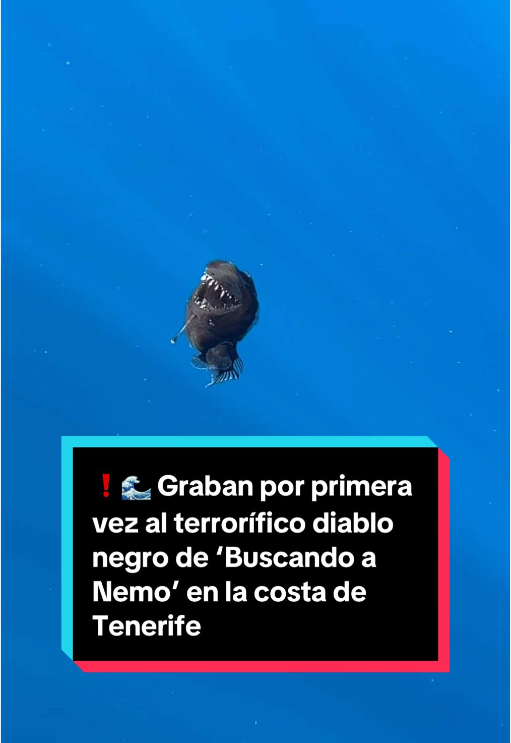 Podría tratarse del primer avistamiento registrado en el mundo de un rape abisal adulto vivo, a plena luz del día y en la superficie. Se trata de un pez legendario, muy conocido en la cultura popular, pero pocas personas habrán tenido el privilegio de observarlo con vida. Al parecer, los registros existentes hasta la fecha corresponden a larvas, ejemplares adultos muertos o grabados con submarinos en expediciones científicas a gran profundidad. Emergiendo de las profundidades abisales, frente a tan solo 2 km de la costa de Tenerife y durante una campaña de investigación de tiburones pelágicos organizada por la ONG Condrik-Tenerife a bordo de la embarcación Glaucus, la bióloga marina valenciana Laia Valor detectó este ser en la superficie. Acto seguido, los biólogos y divulgadores Marc Martín, Antonio Sabuco, y el fotógrafo de fauna marina David Jara, registraron estas espectaculares e inusuales imágenes del animal. 📹jara.natura #oceano #diablonegro #abismo #rapeabisal #animal #vidamarina #sea