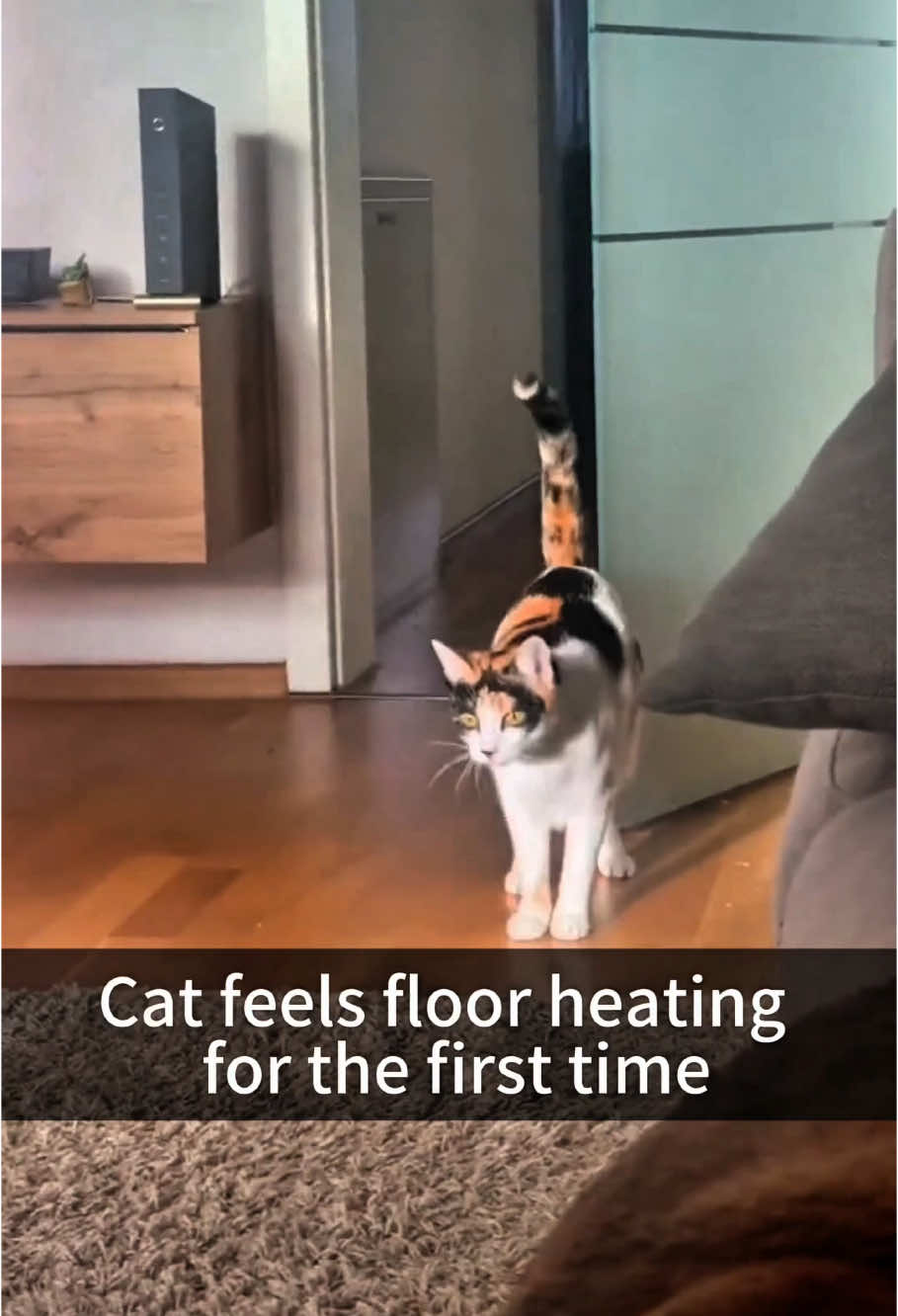 Cat wants to be warm #foryou #funnyvideos #funnyanimals #cat #cutecats #funny #kitten #pet 