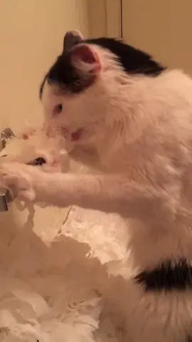 Wreck-it Cat #cat #funnyvideo #catsoftiktok #fyp #pet 