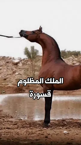 #حمد_اللاحم #الخيل_العربية #الخيل_العربية_الاصيلة 