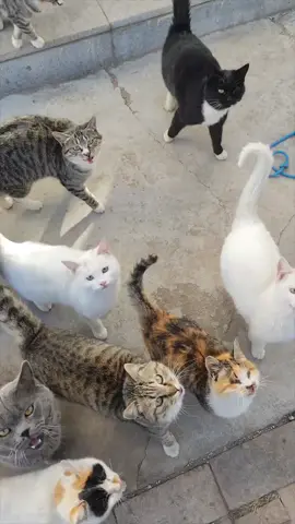 #cat #fyp #fypシ 