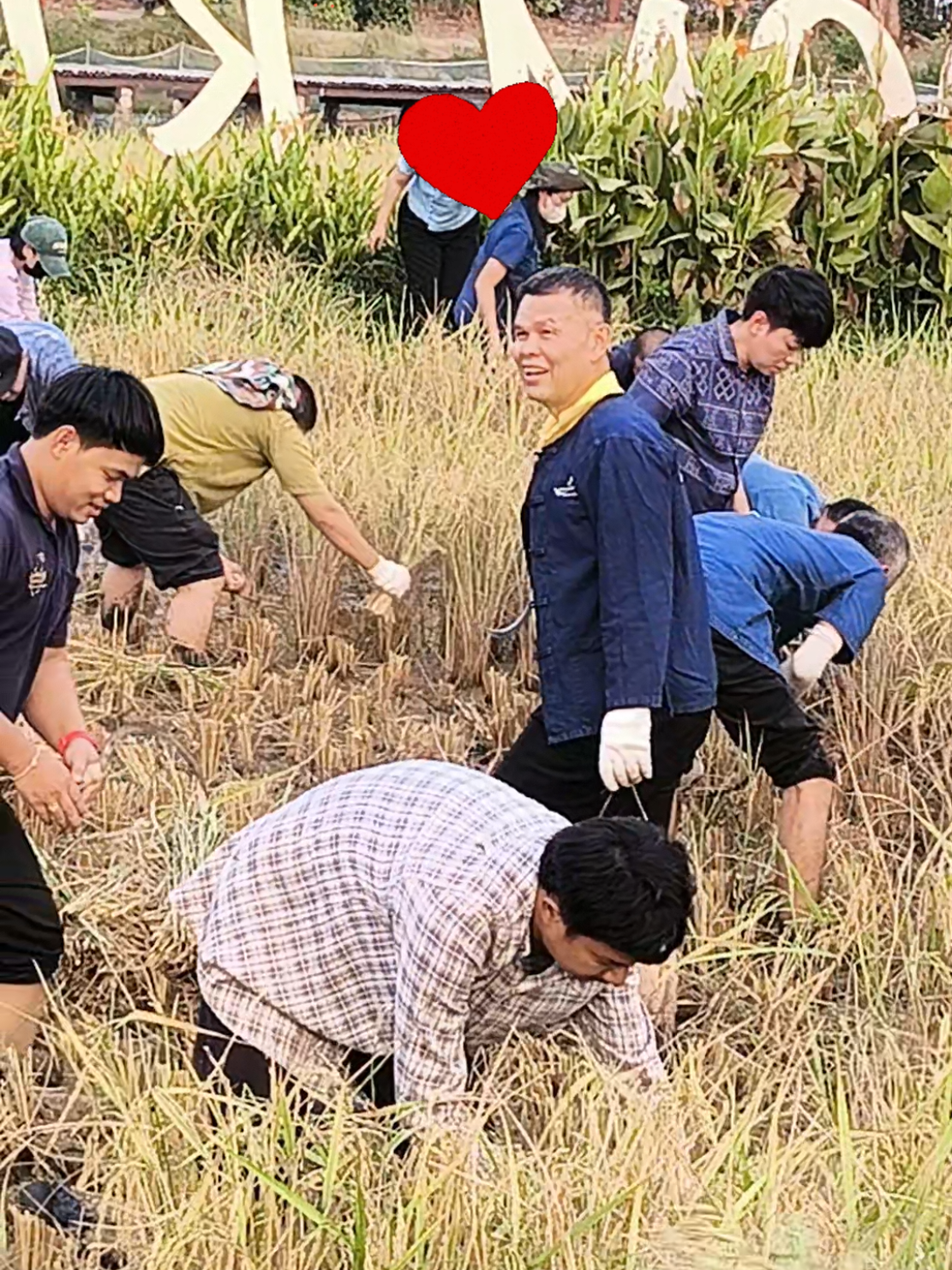 ผอ. พาลุย!!❤️‍🔥🌾⛅ ✌🏻นำทีมผู้บริหารและเจ้าหน้าที่ พกฉ. ลงทุ่งเกี่ยวข้าว ✨กิจกรรมเกษตรสร้างสรรค์​ผูกสัมพันธ์​ พกฉ.✨ #tiktok #เทรนด์วันนี้ #เกษตรอินทรีย์ #เกษตรกร #ปทุมธานี #ไฮไลท์ #wisdomkingmuseum #พิพิธภัณฑ์การเกษตรฯ #event #เกี่ยวข้าว #วัยรุ่นทํานา 