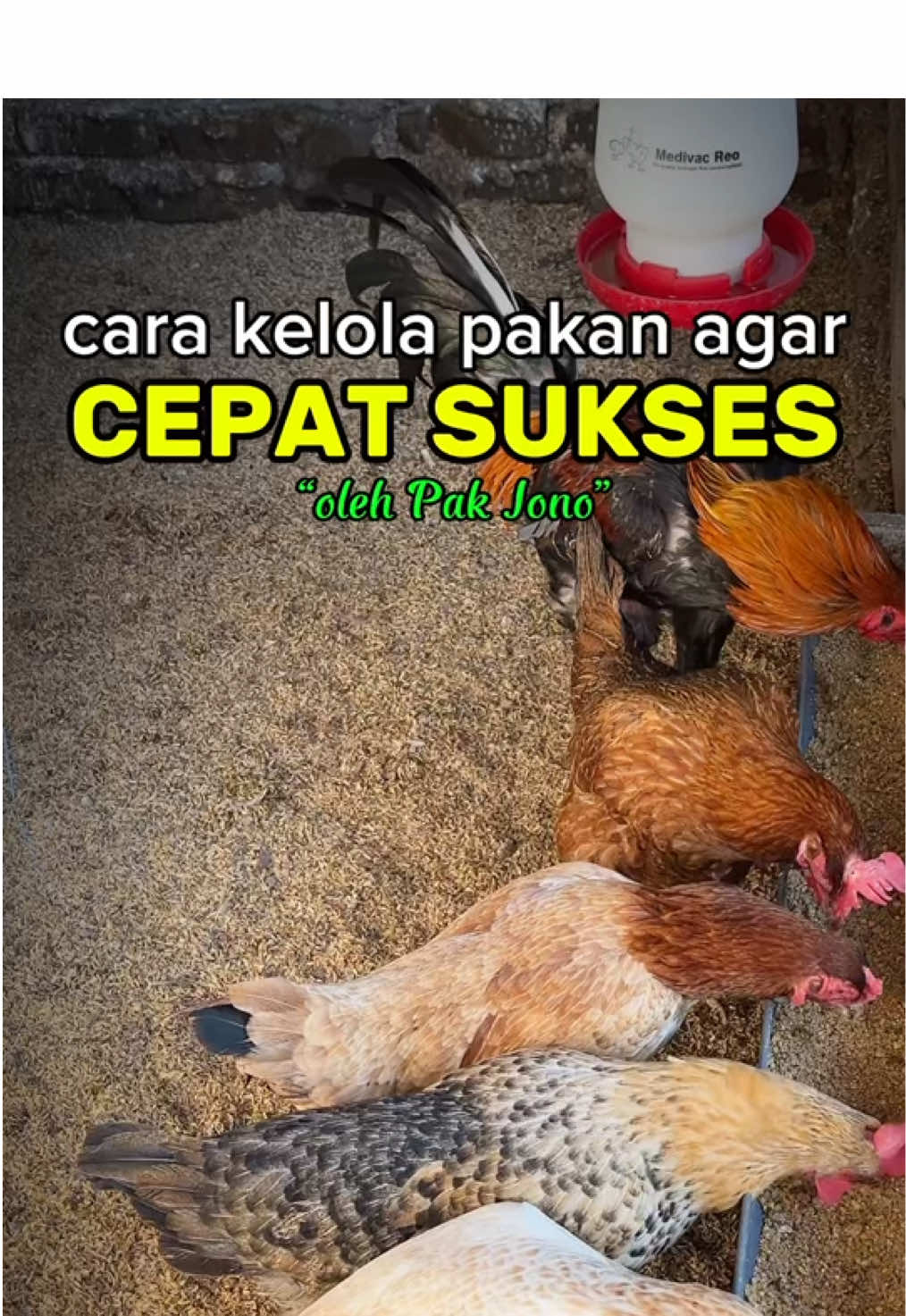 Pengelolaan pakan ala “ Pak Jono “ #ayam #ayamkampung #peternakpemula  #peternakayam #ternakayam #peternakrumahan #ayamkub #peternakan #papacocks 