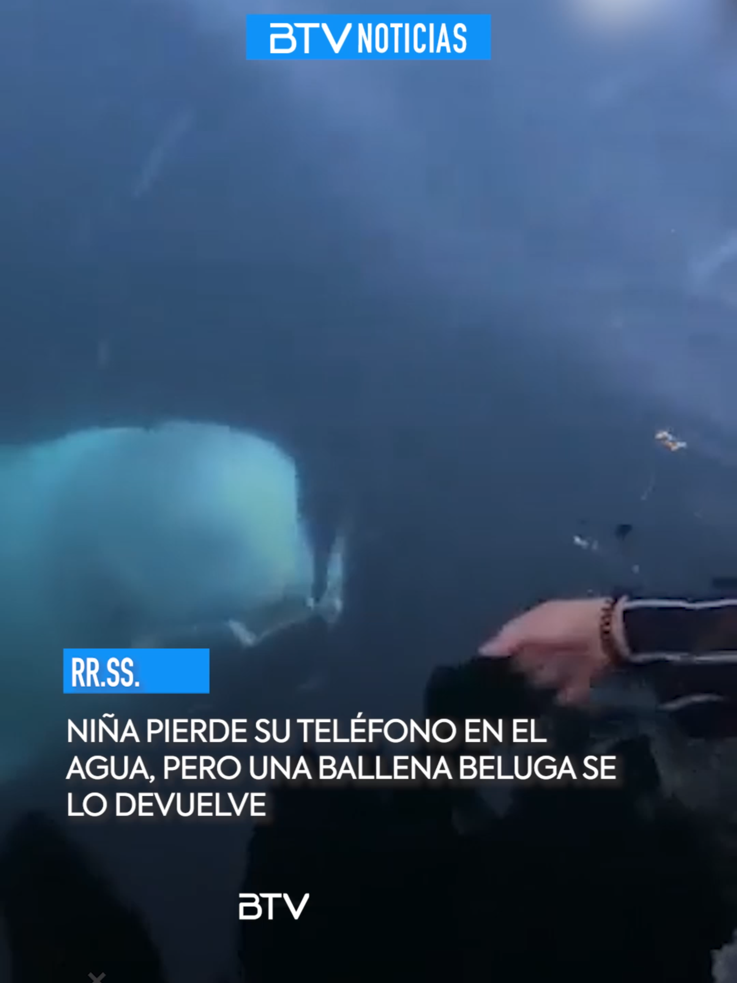 🥹 ¡Un momento único! ✨🐬 Los animales nos sorprenden con su inteligencia: Una niña perdió su celular en el agua, pero una ballena beluga se lo devolvió.  #redessociales #videosvirales #internacional #btvinforma #fyp #btvmultimedia #boliviatv