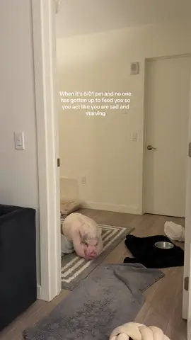 She Is very good at pulling on the heart strings ! #petpig #pigsoftiktok 