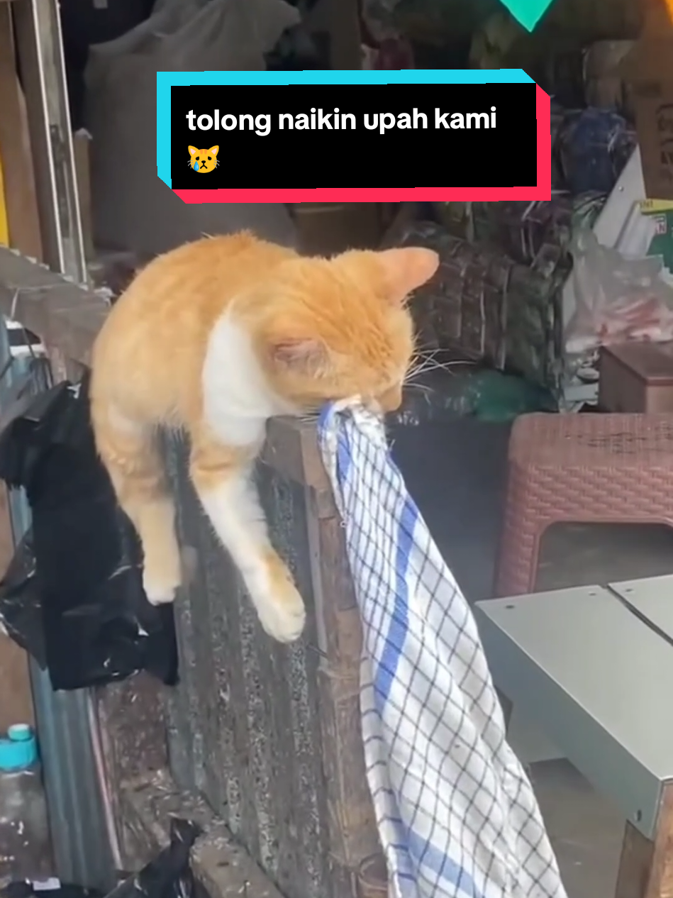 kucing pun lelah ikut kerja sama human 😭😭 #funny #kucing #cat #meme #sadvibes