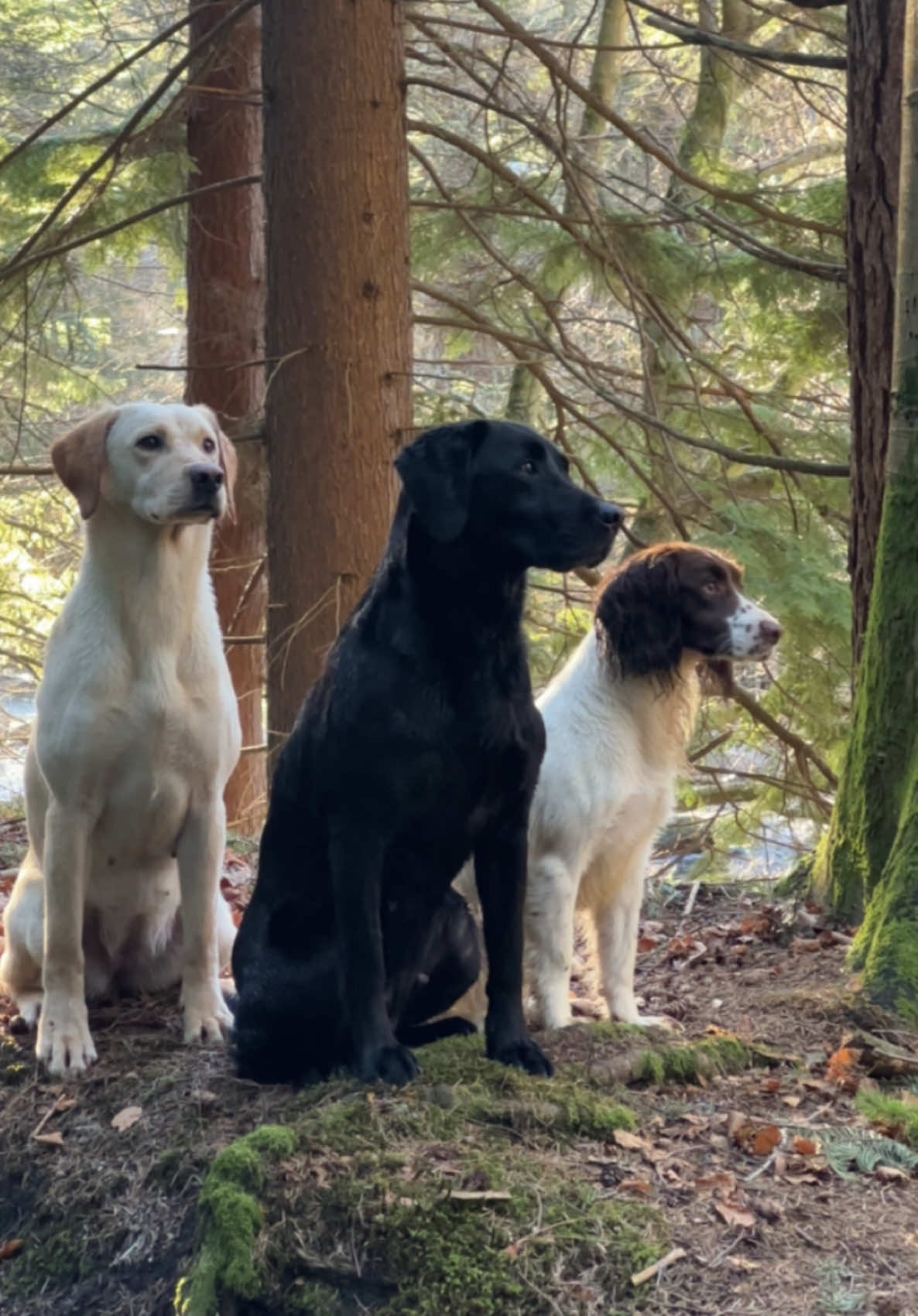 Patiently waiting for their name. ##gundog #workingdog #dogsofttiktok #fitdog #labrador #springerspaniel #bonnyscotland  @Dog & Field @Johnnorrisofpenrith 