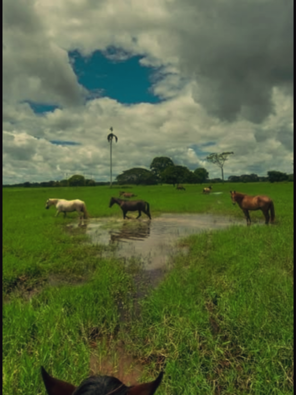Añoranza - Jorge Guerrero🐎🌻 #añoranza #jorgeguerrero #musicallaneravenezuela #llanosvenezolanos #musica #musicatendencia #joropoparaelmundo #joropovenezolano #viral_video #febrero #2025 