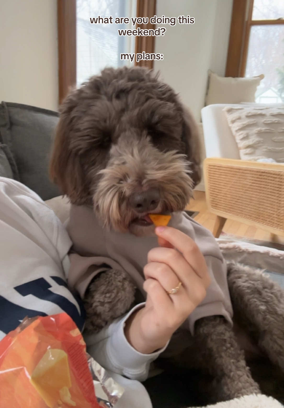 What else would I be doing…… #weekend #dogsoftiktok #doodles 