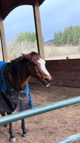 Serious horse versus goofy one. #horses #funnyanimals #horseriding #equestrian 