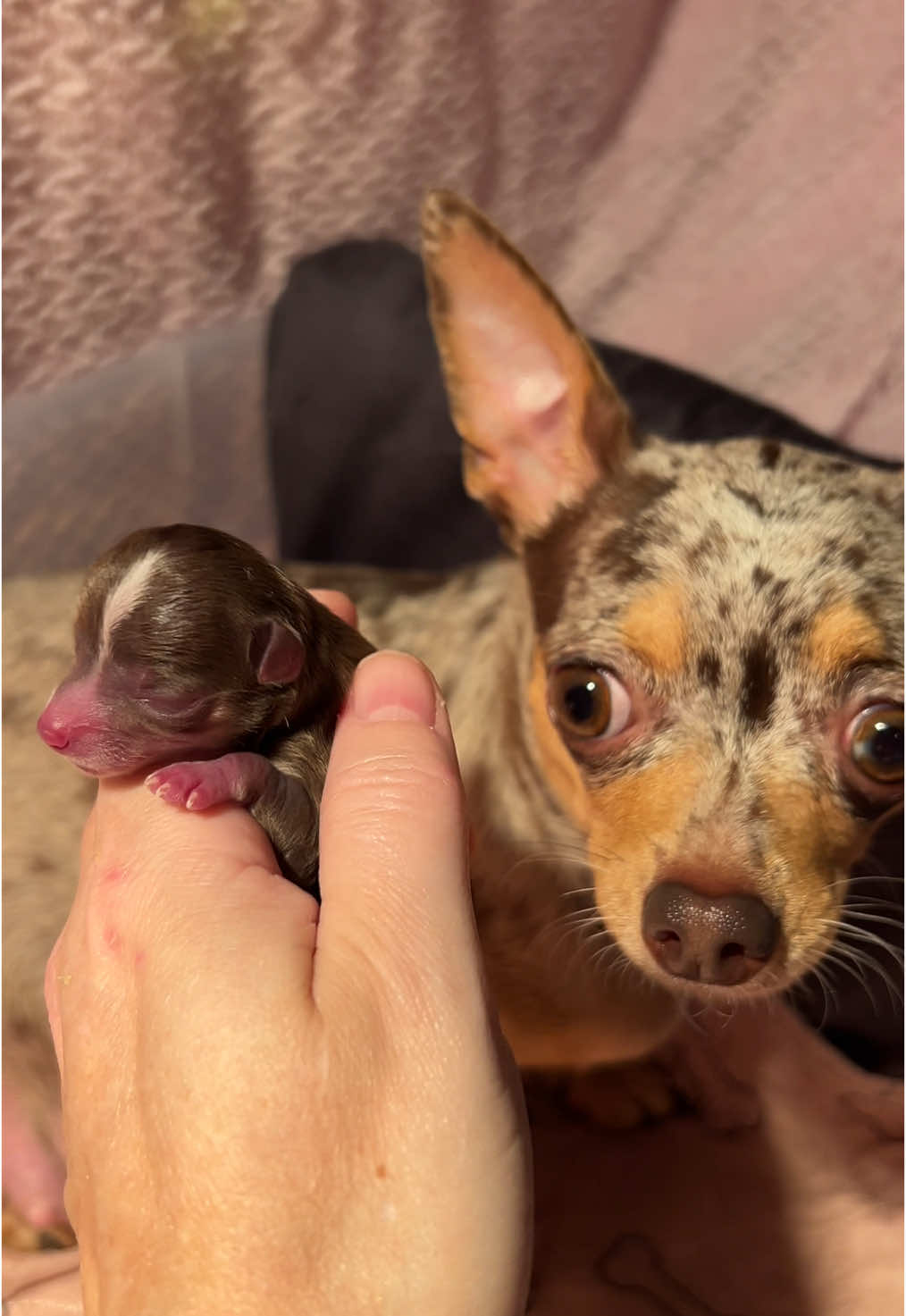 Puppy number one is a chocolate tri male! 🩵 #chihuahua #chihuahuas #chihuahuastiktok #dogs #laboranddelivery #labour #pregnant #dogpregnancy #newborn #newbornpuppy