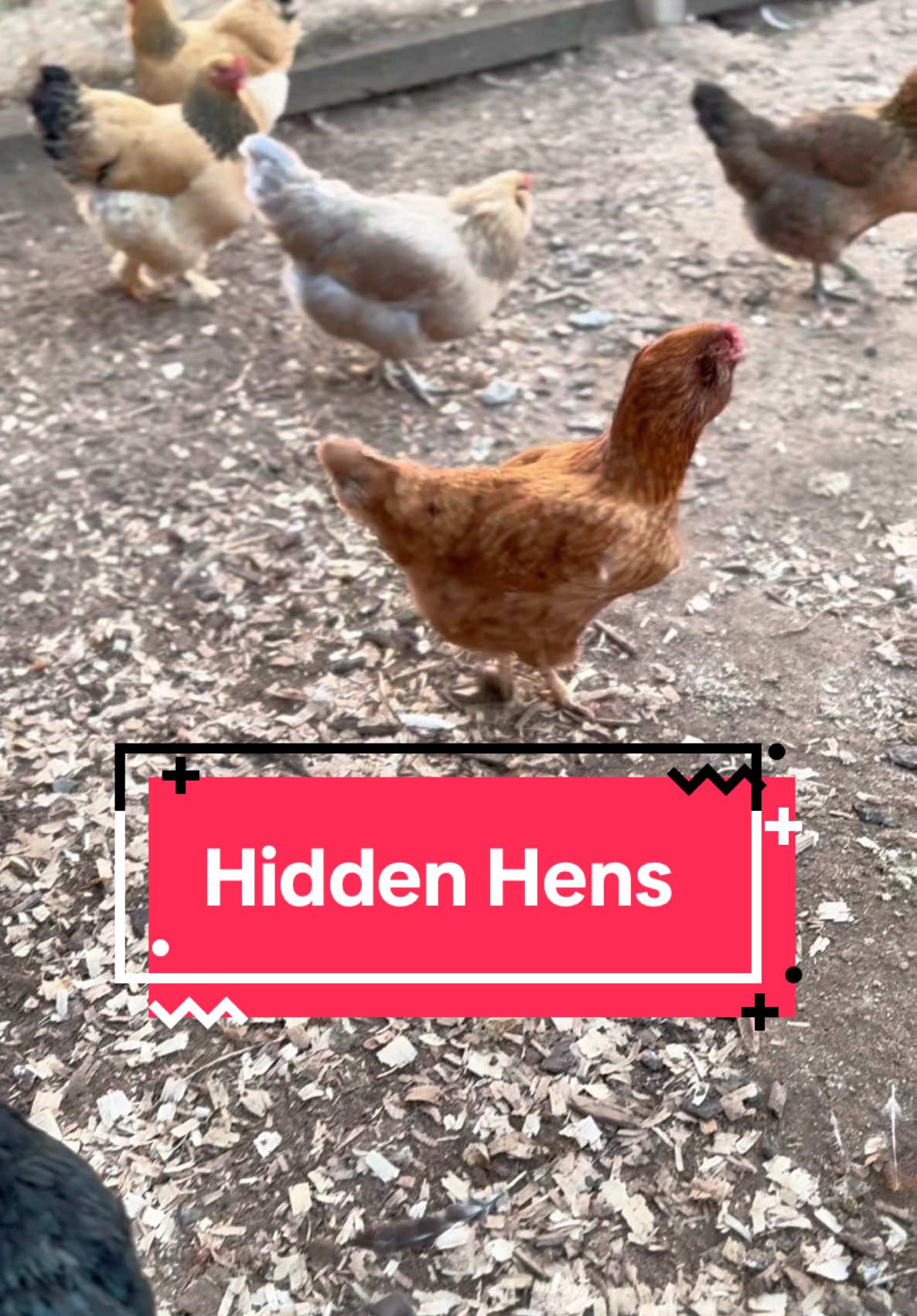 Hidden Hens #garden #homestead #chickens 