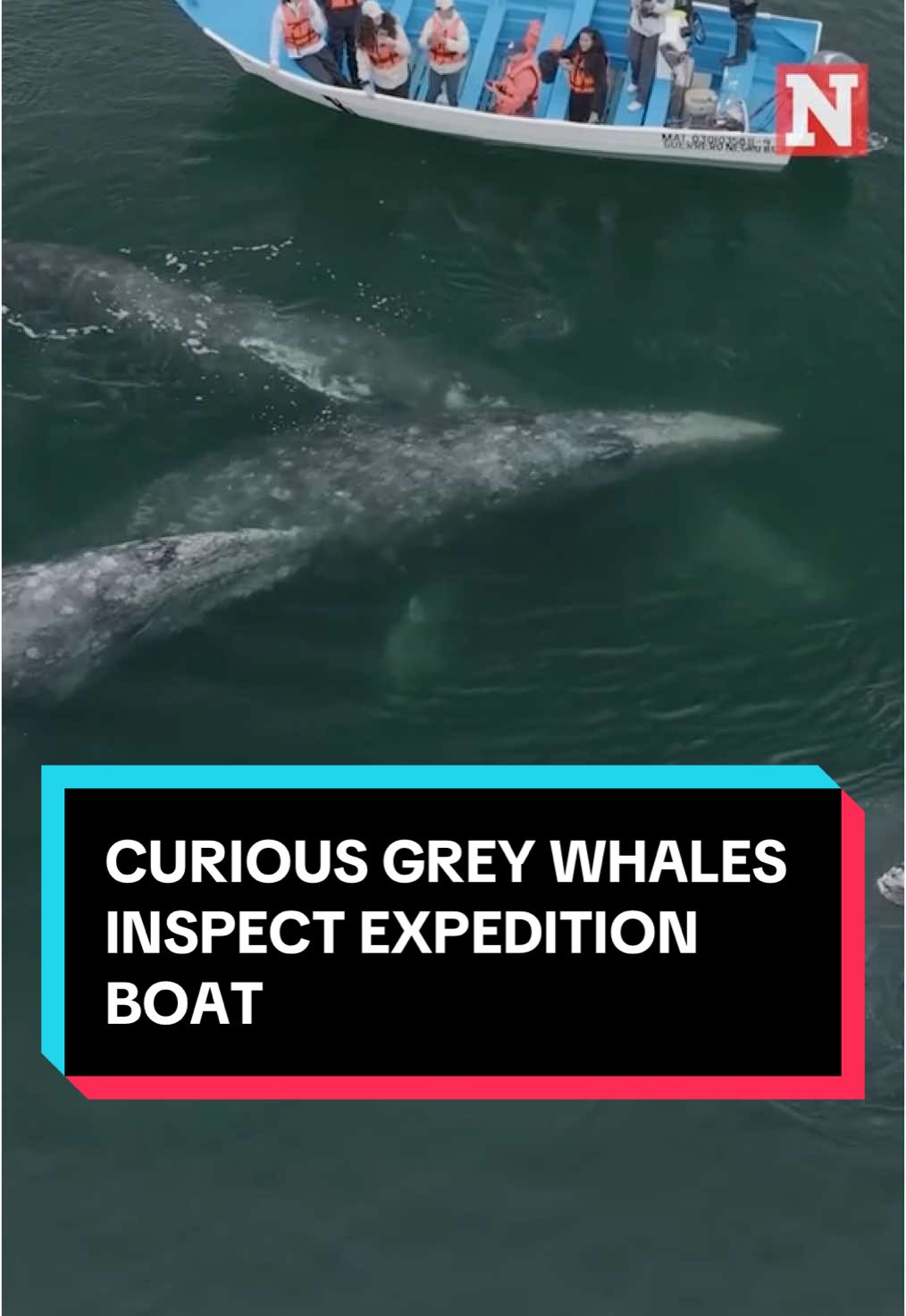 Grey whales were spotted checking out a group on an expedition in the lagoons of Baja, California. According to the National Oceanic and Atmospheric Administration, gray whales are 'known for their curiosity toward boats in some locations.' #news #newsweek #california