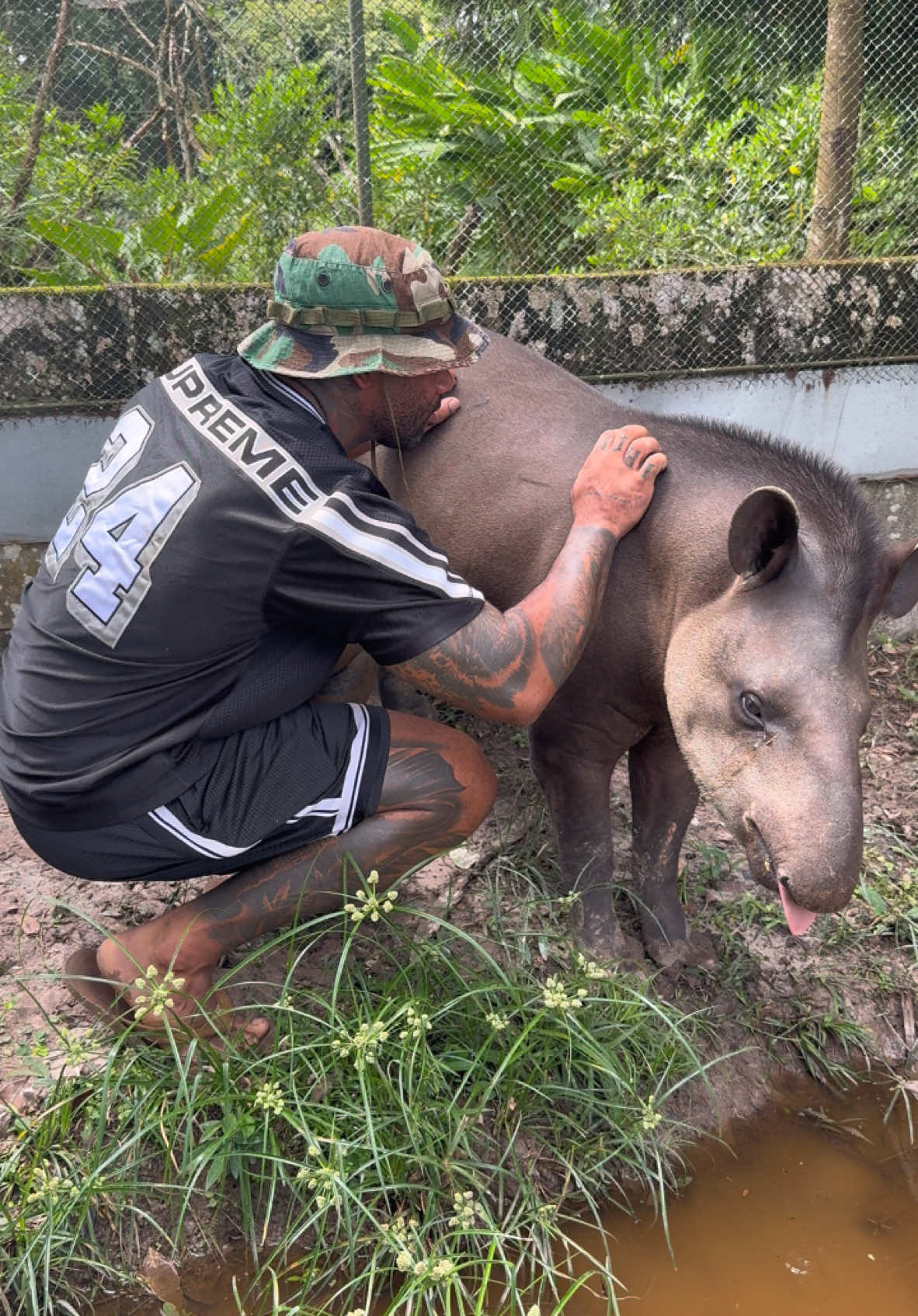 Name this animal ❤️ #fyp #suriname #tiktok #nature #animals #viralvideo 