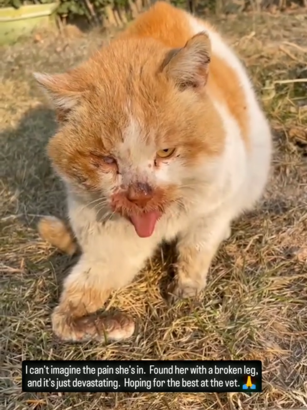 Found a cat with a broken leg 💔🐱 Rushed her to the hospital for treatment and meds. She's on the road to recovery now! 🏥❤️ #CatRescue #HelpingPaws #SaveStrays #CompassionInAction #BeKindToAnimals #FurryFriends #RescueAndCare #AdoptDontShop #EveryLifeMatters #catsdeservelove 