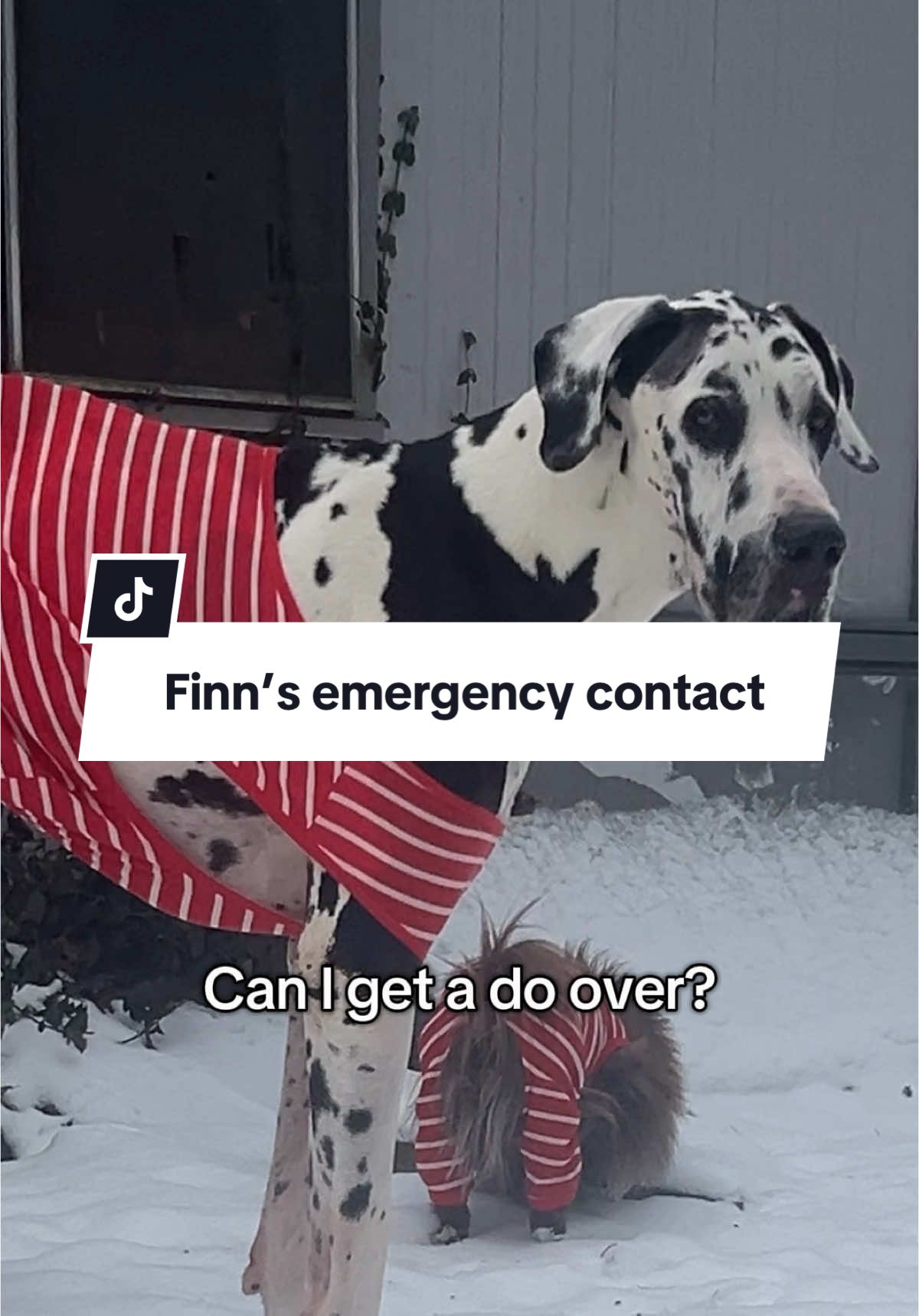 Who is your emergency contact? #greatdane #bigdog #anxiousgreatdane #harlequingreatdane 