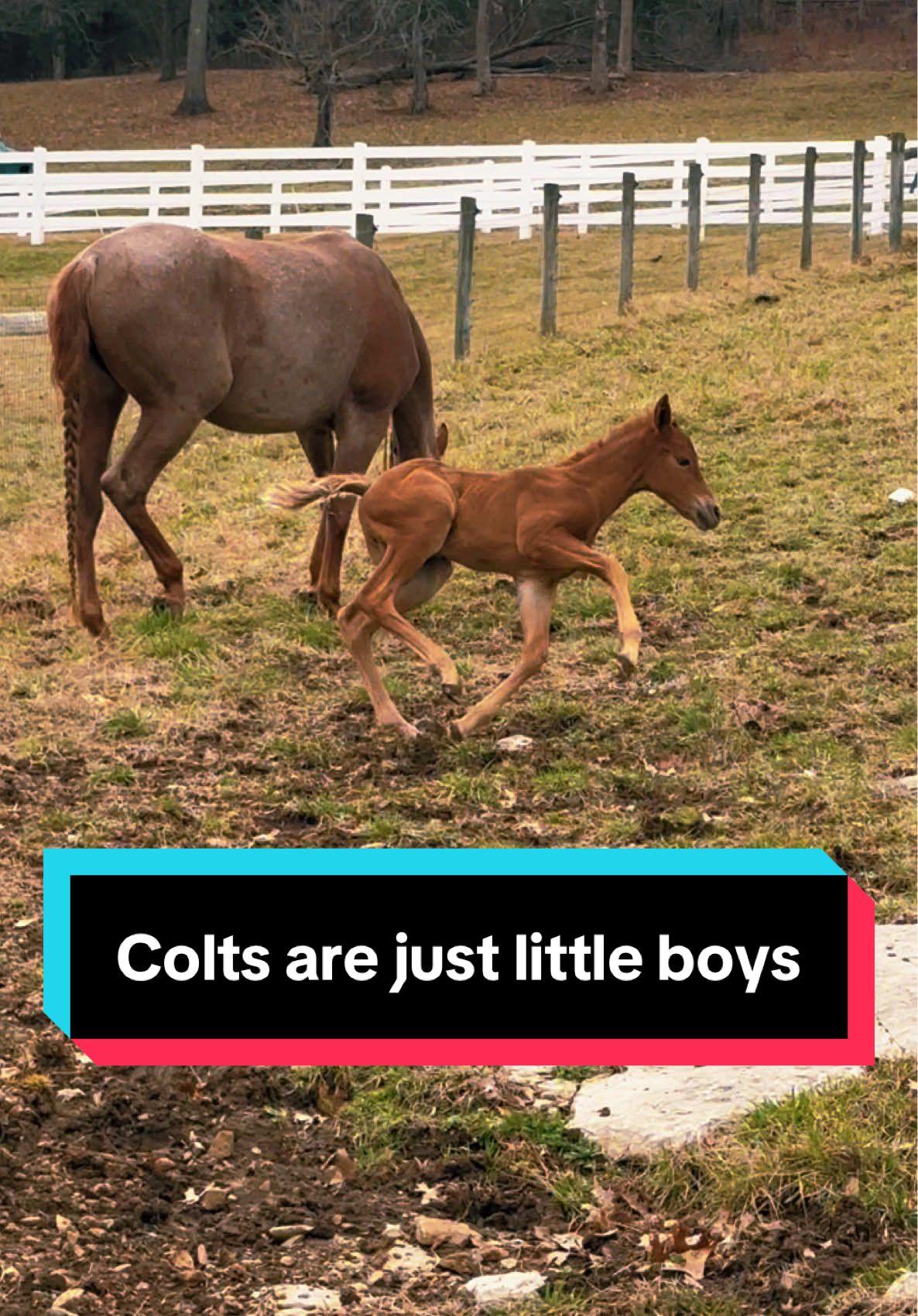 Little boys are the same, no matter the species🤣🐴 #foalsoftiktok #foalsof2025 #mareandfoal 