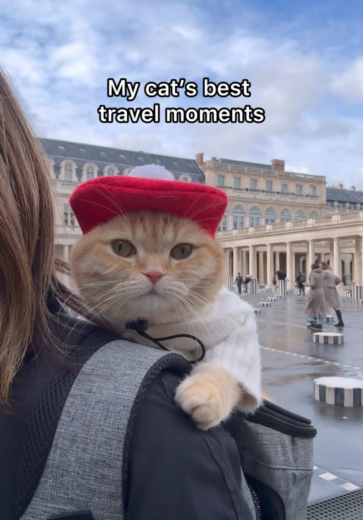 Thank you Meitu for elevating Sponge Cake's precious travel moments!#MeituPartner #catsoftiktok #PetsOfTikTok #travel #cats #cat