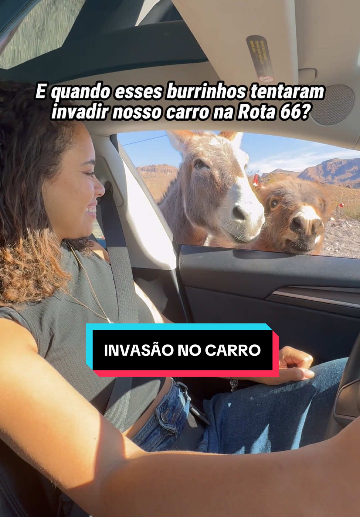 Esse dia foi louco…🤣 Vontade de apertar essas fofuras, são bem comuns na Rota 66 tem até lugar que vende comida própria pra dar pra eles 🤏💕 Ficaria com medo ou acharia fofo?