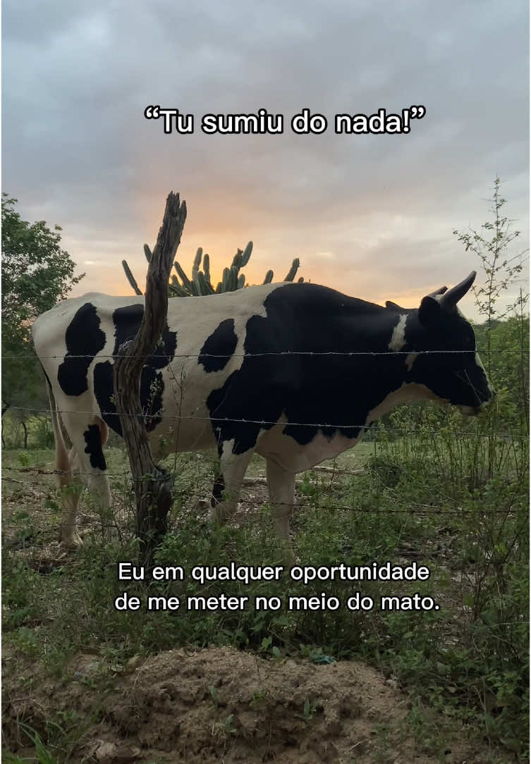 Se eu sumir do nada, pode ficar tranquilo. Estarei onde a paz está presente.. ❤️🌵#fyyyyyyyyyyyyyyyy #fyp #nordeste #interior #fy #viralvideos 