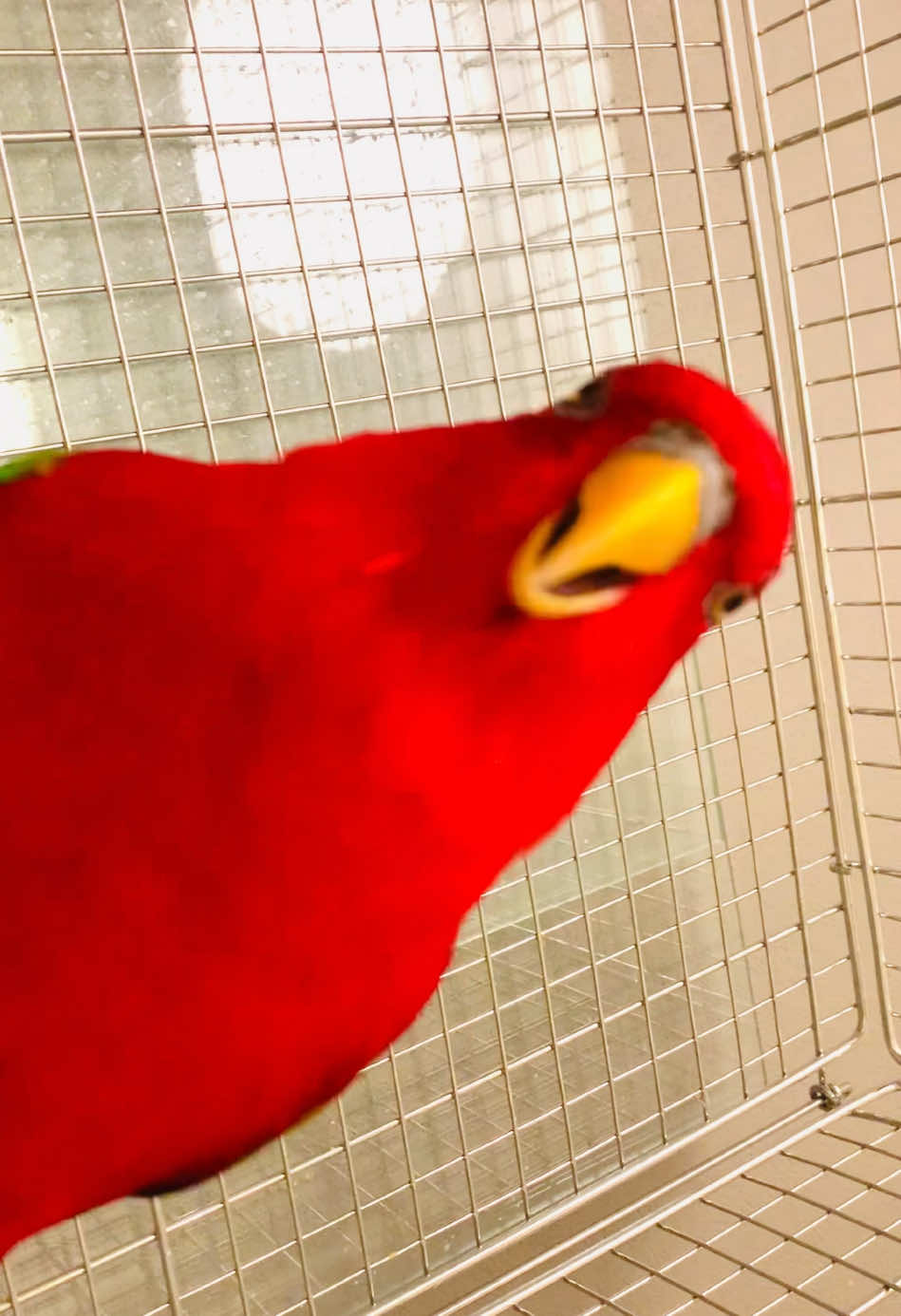 Red birb is just laughing🍅 #redbirb 