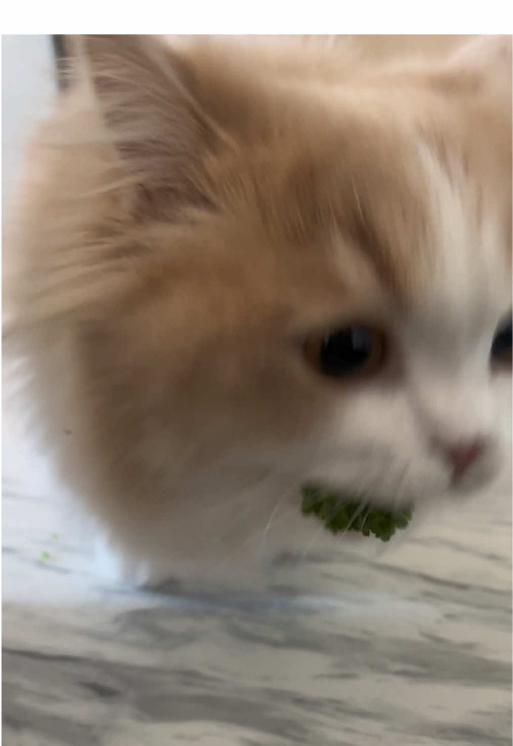 ブロッコリー🥦 #ミヌエット #ミヌエット子猫 #猫のいる暮らし #catsoftiktok #catlovers #cattok #ちゃむ🐾 