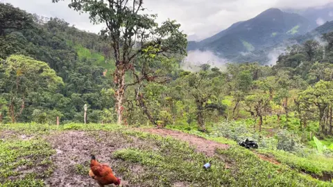 This week on The Homestead #offgrid #homestead #nature #andiesmountains #rainyseason #rain 