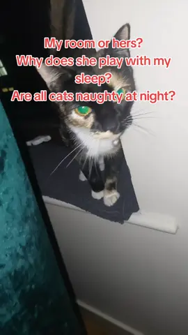 #catsoftiktok #PetsOfTikTok #cattok #cutecat #bedroom 