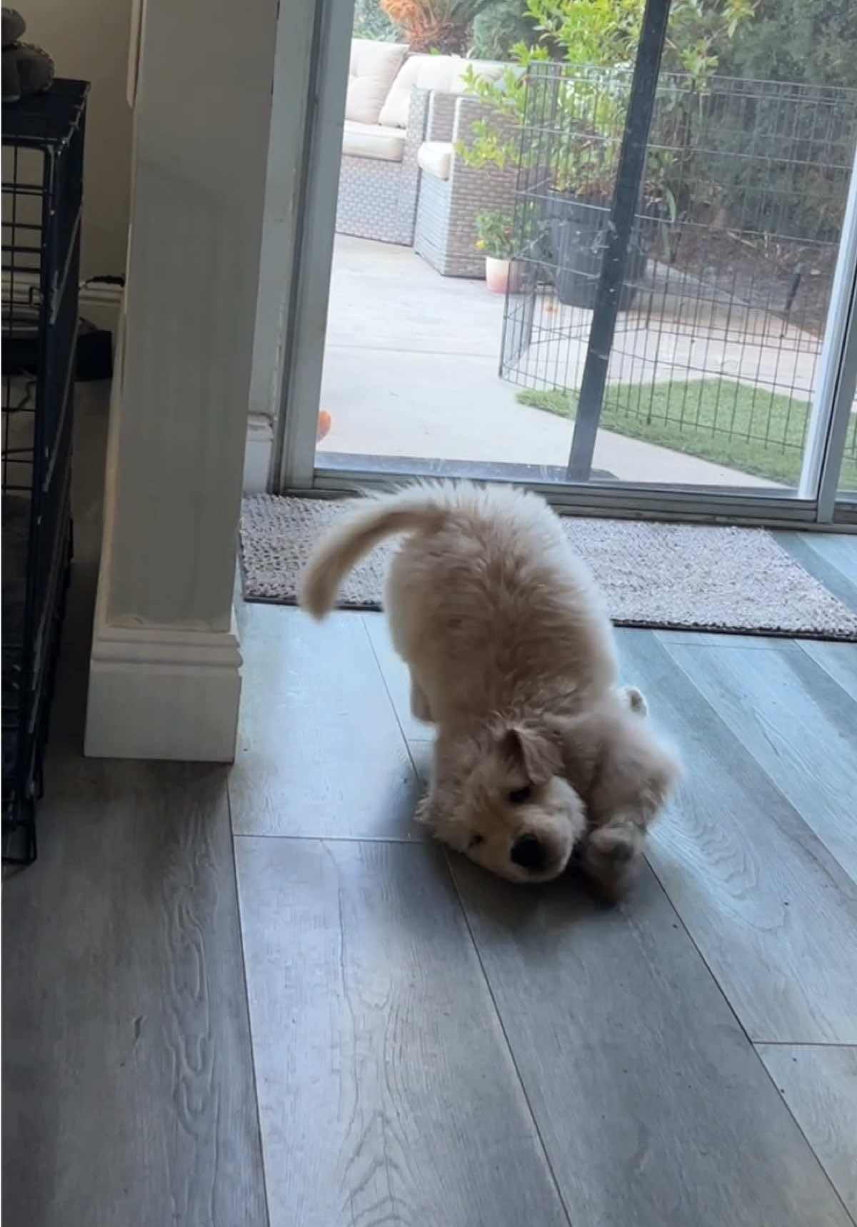 Post bath barkour 🫧🐾 #goldenretrieverpuppy #dogsoftiktok #parkour #theoffice #funny