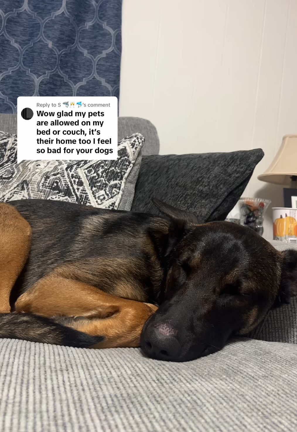 Replying to @S 🦈🥂🐬 New rule: if you care more about my dogs couch privileges than my actual dog does, you have to start paying rent lol #controversial #DogTraining #dogsoftiktok #karen #mean #theaudacity #dogcouch 