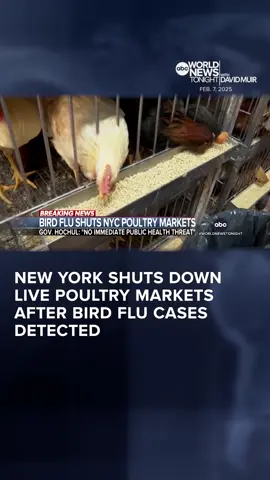 In a move to stop the spread of bird flu, New York Gov. Hochul shut down live poultry markets in New York City, Long Island and Westchester County after seven cases were found at markets in Brooklyn, Queens and The Bronx. Stephanie Ramos has details.