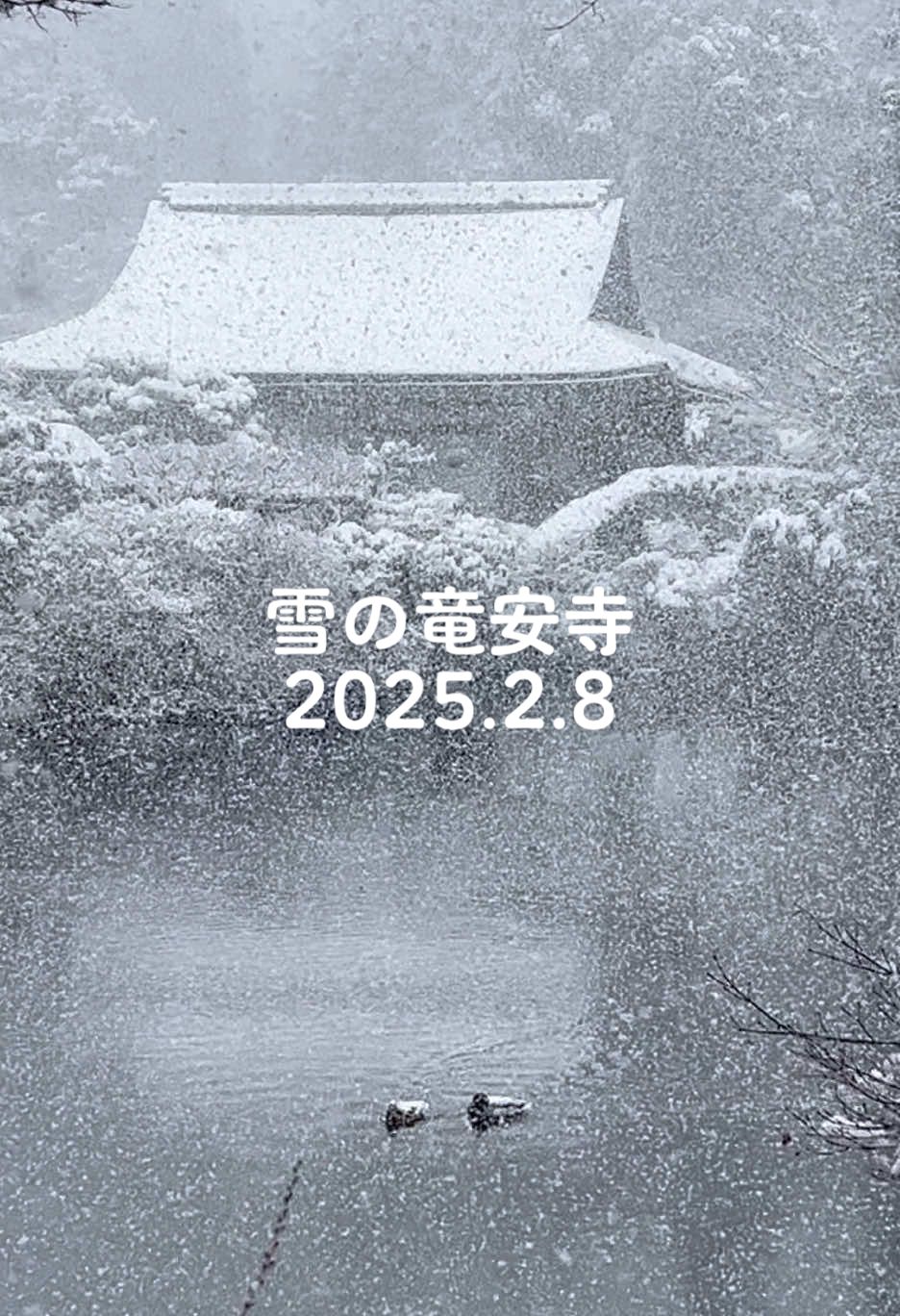 2025.2.8朝8:30京都竜安寺 #京都雪景色 #雪 #龍安寺 #京都 