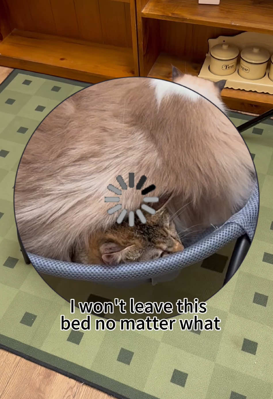 Sister's love for me is so heavy💦  #cutcat #catsvideo #petsupplies #catsupplies #petlife #catlover #catbed #catsoftiktok 