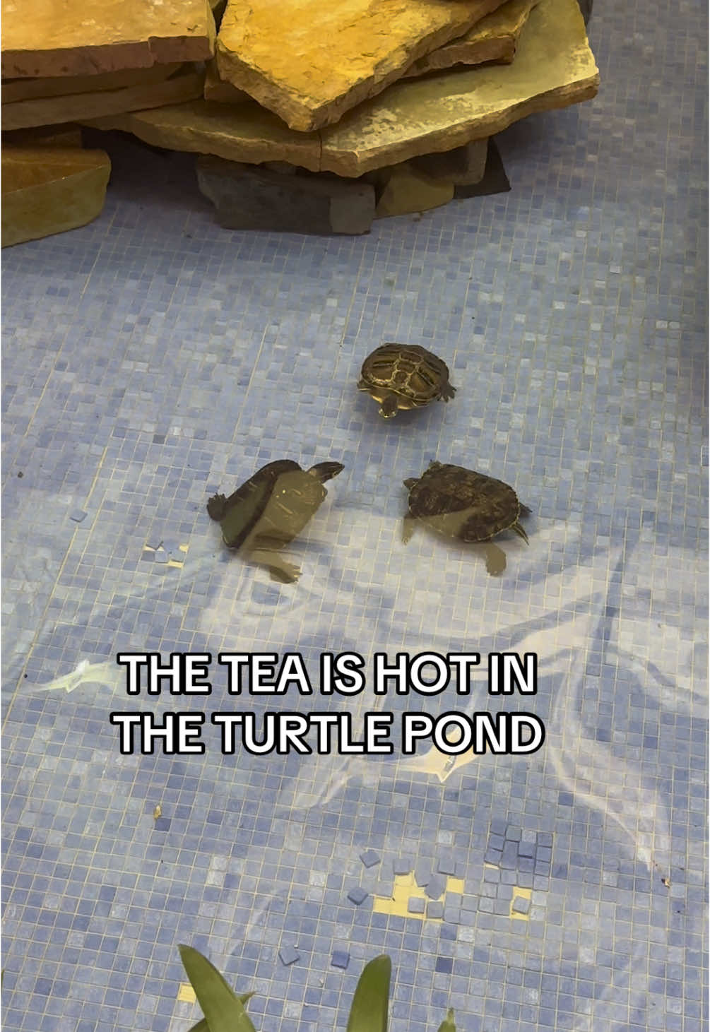 THOUGHT THEY WERE GONNA TUSSLE #relatable #fypシ゚viral 
