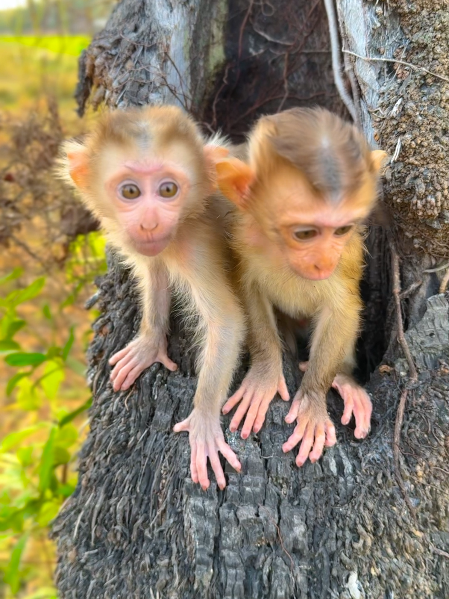 #animals #cuteanimals #MomsofTikTok #moneytok #monkeys