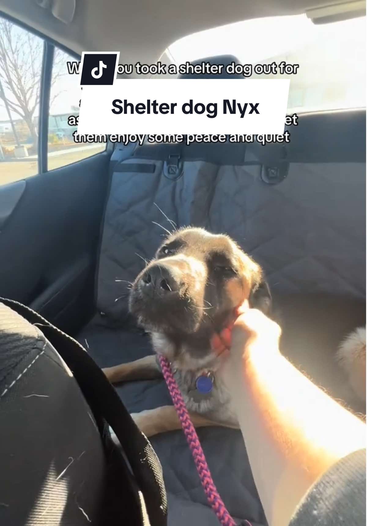 Nyx is only a year old and not doing well with shelter life. She would love to meet you. #volunteer #germanshepherd #adoptme #kennewickwa #tricitieswa