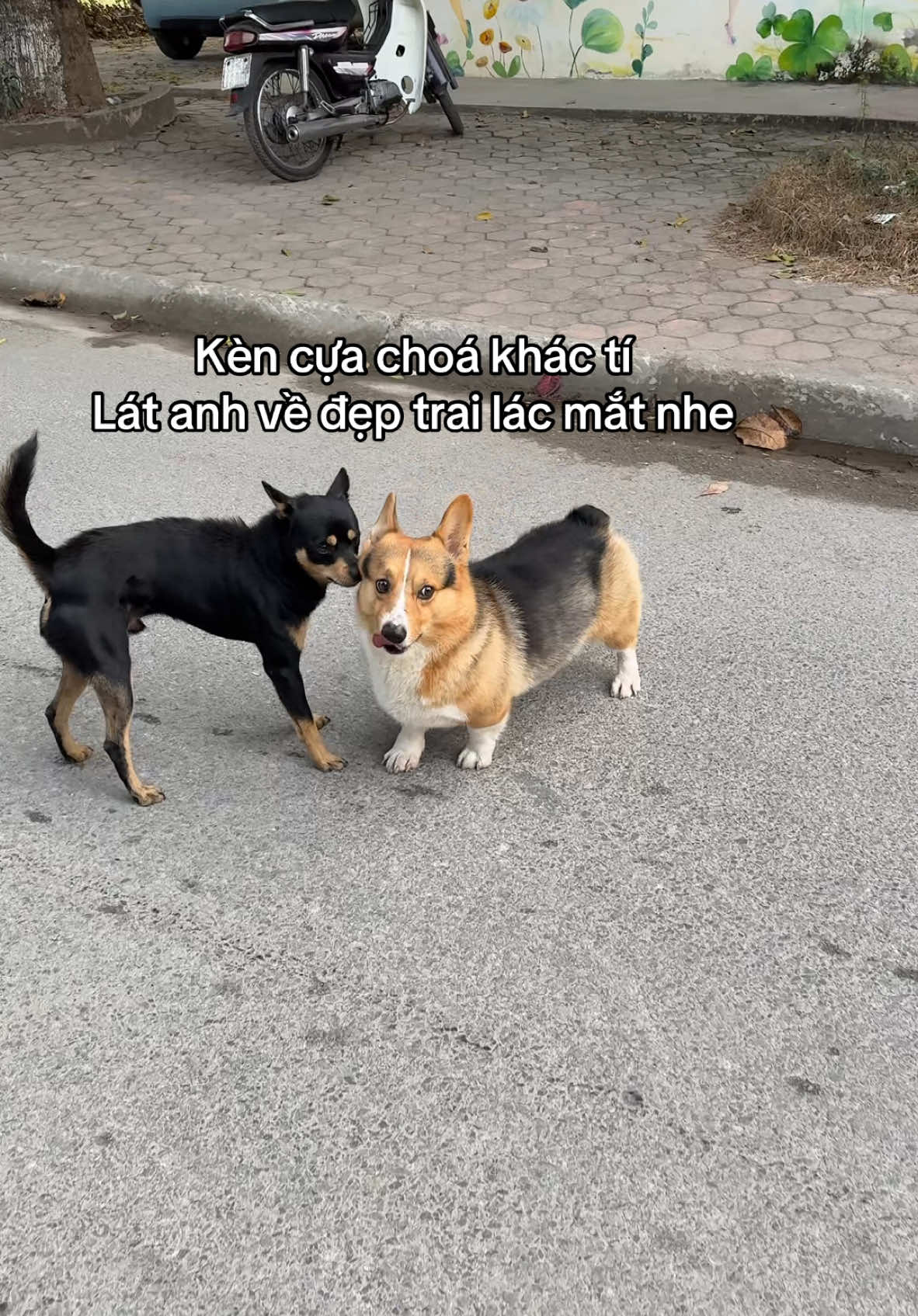 Ảnh đi tắm mà ngang đón quan chức z đó =)) #vinlon #corgi #cho #funny 