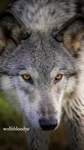 good morning wolf lovers 🐺🐺  #wolveslove #wolfs #wolfpack #wolves #lobos #wolvespack #wolvesoftiktok #wolfsblood70 #wölfe #wolfstar #loup #creators #creatorportal #creatorsearchinsights #CapCut 