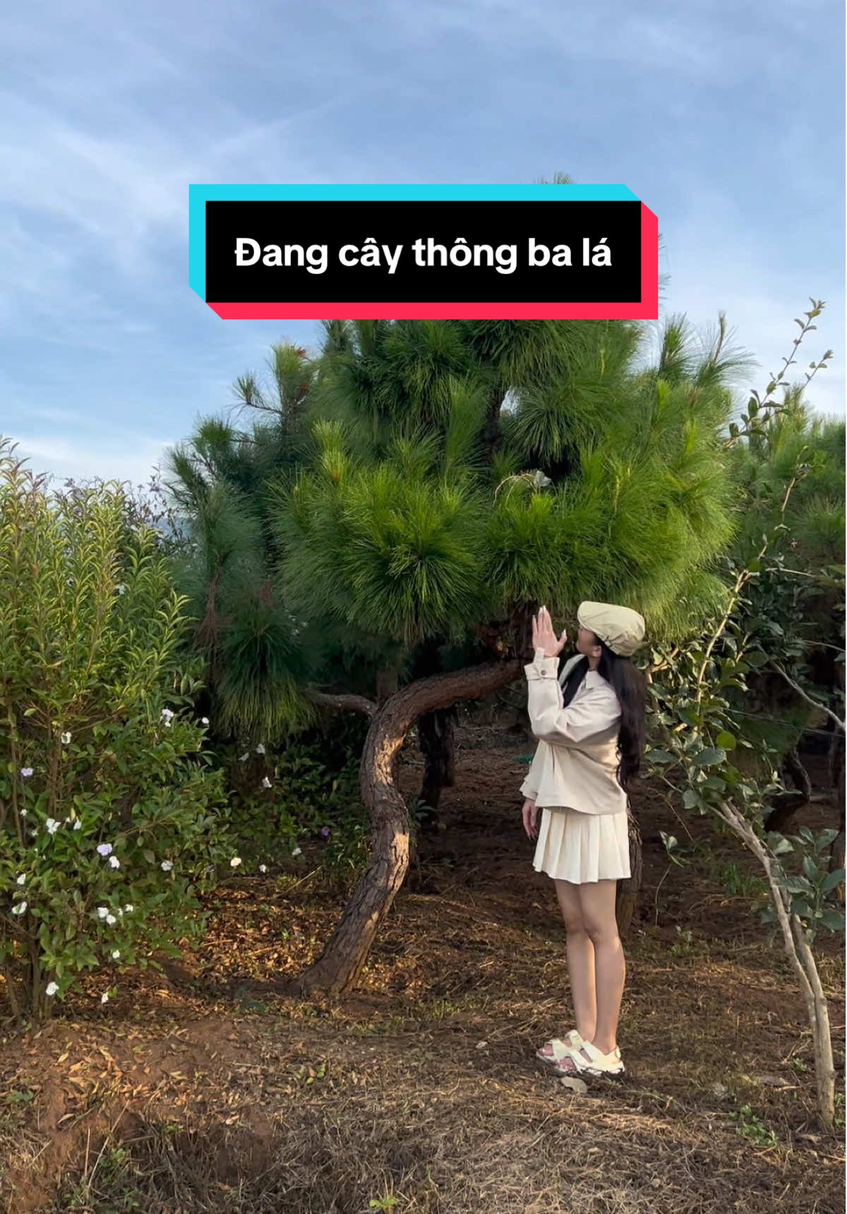 Dáng cây thông ba lá, vườn mình có 1000 cây #thongbala #tungcoi #tùng #lamdong #lài #lainhat #bonsai #caycanh #caycongtrinh #ductrong #thongdalat 