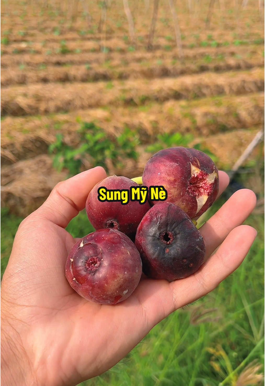 Trái Sung Mỹ Chín, Cây giống mình trồng ở phần trưng bày có nha 🥰 #hienonha 