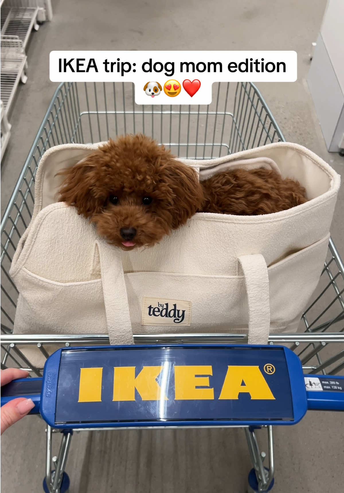 Met onze comfy draagtas van Pawwies naar IKEA 🫶🏽🐶  Sinds februari zijn honden toegestaan in IKEA Gent. Lees zeker de regels @ikeabelgium 🤍 #dogboutique #dogaccessories #dogmusthaves #hondenwebshop #redtoypoodle #smalldog #ikea  #ikeagent #dogsofbelgium #puppy #dogshop #doglife #dogcarrier 