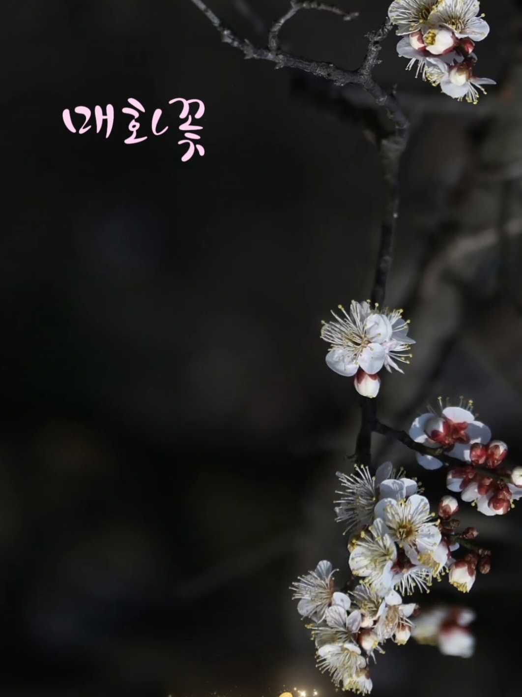 No.163 매화꽃 (Plum Blossom Flowers /梅の花) 촬영지 매화마을 20250208 1745💜