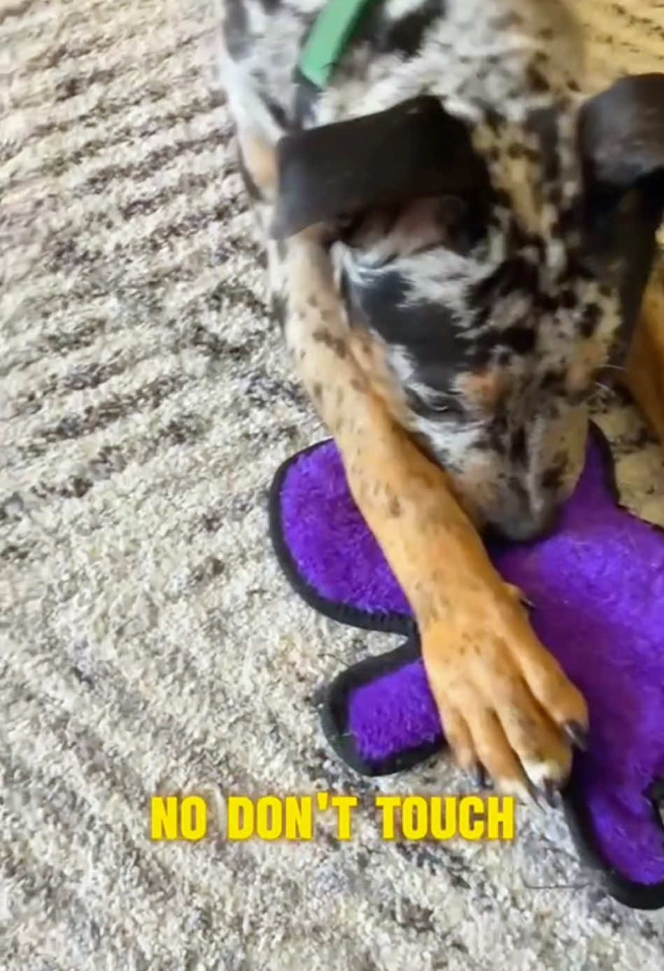 Dogs hate cutting their nails.🤣🤣🤣#dogsoftiktok #pet #dog #dogfunny #funnyvideos #funny #PetsOfTikTok #doglife #funnypets #foryou 