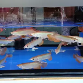 Baby Golden Red Indonesia  #ikanhias #arwana #arowana #ikanarwana #siluk #hargaikanarwana #indonesia #tiktok #goldenred #china 