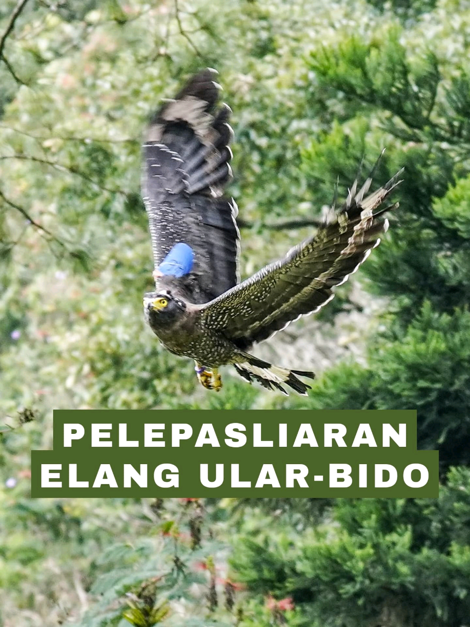 Hari ini, di Taman Nasional Gunung Gede Pangrango, selain menanam pohon, saya bersama Pak Wamen Sulaiman Umar Siddiq dan Pak Wamensesneg Juri Ardiantoro melepasliarkan dua Elang Ular Bido kembali ke habitat alaminya. Salah satunya adalah hasil serahan sukarela masyarakat, sementara yang lain merupakan hasil penyelamatan di alam liar. Setelah menjalani rehabilitasi di Pusat Konservasi Elang Kamojang, kini mereka siap kembali mengepakkan sayapnya di langit bebas. Konservasi bukan hanya tugas pemerintah, tapi tanggung jawab kita bersama. Terima kasih kepada semua pihak yang telah berkontribusi dalam menjaga satwa liar dan kelestarian alam. Mari terus menjaga ekosistem kita demi masa depan yang lebih hijau! #LestariAlam #ElangUlarBido #GunungGedePangrango #Konservasi #HutanKita #kabinetmerahputih