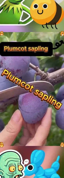 #Prunes #Thin skin, thick flesh, full flesh #Spring fruits are always healing #Harvestseasonisfruitful #Freshseasonalfruits 
