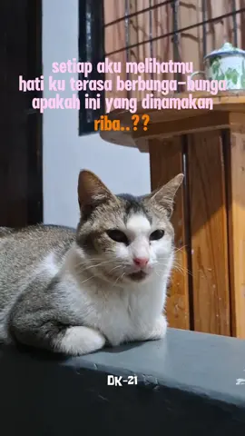 selamat malam mingguan geeess. . . #kucing #kucinglucu #kucingtiktok #kucinggemoy #malamminggu 